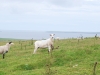 Duncansby Head