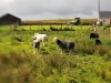 Hebridean Sheep